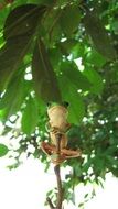 green frog on the tree branch