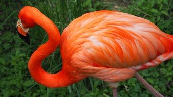 bright pink flamingo