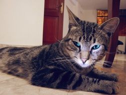 the cat lies in the house near the door