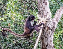 Spider Monkey on a tree