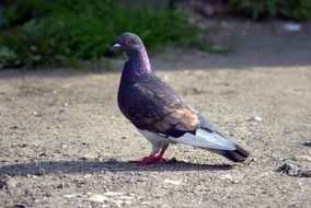 pigeon is a symbol of freedom