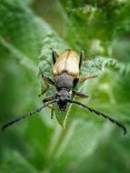 beetle with a long mustache on a green plant