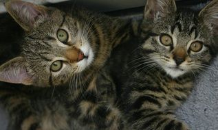 two twin cats