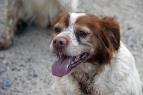 hunting dog near the stones