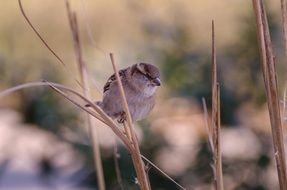 House Sparrow