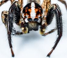 black and orange jumping spider