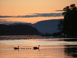 family of swans on the lake at sunset