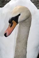 portrait of a beautiful white swan