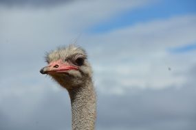 Ostrich on a farm in South Africa