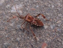 Beetle Insect Macro Insects