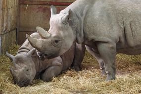 family of rhinoceros in the zoo