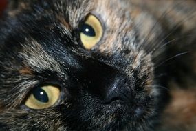 dark brown cat close up