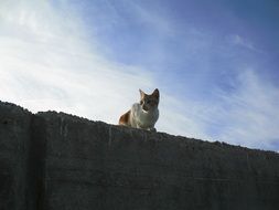 cat on a high wall