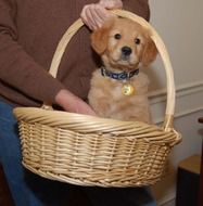 golden retriever puppy in a basket