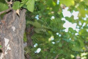 spider web on a tree