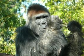 gorilla on a background of green trees
