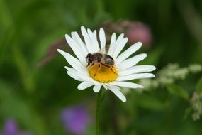 fly on white Daisy at blurred green background