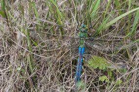 colourful Dragonfly Insect in Meadow