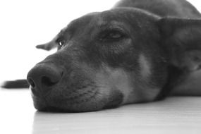 happy dog face black and white photo
