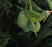 parakeet with green plumage