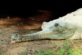 powerful scary crocodile