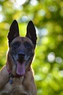portrait of a friendly malinois dog