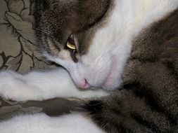 sleeping cat with open eyes