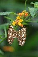 Butterflies on the leaves