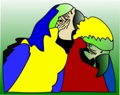 drawn two colored parrots