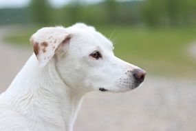 Portrait of white dog