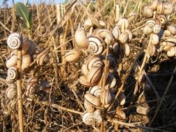 lot of snails stuck in the grass