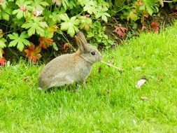 gray rabbit jumping on the green lawn