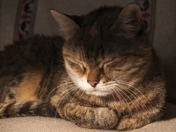 Cat relaxation