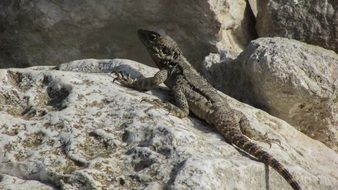 sunbathing lizard in cyprus