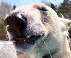 Portrait of the cute and wet white bear in the zoo