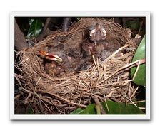 little chicks in a nest on a tree branch