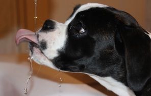 beautiful and cute Dog Boxer