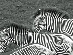 Zebras Black And White photo