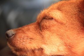 portrait of a sleepy dog