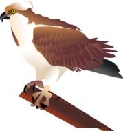 drawing of an eagle on a branch