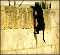 black cat clambering up the wall