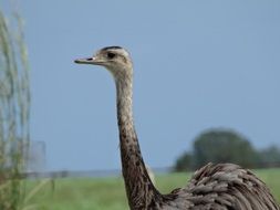 emu bird close-up on a sunny day