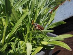 closeup photo of maybug in the bush