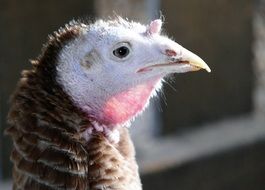 profile portrait of a farm turkey