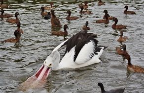 Pelican with ducks on the pond