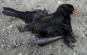 A Dead Blackbird