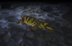 crocodile on the rocks at night drawing