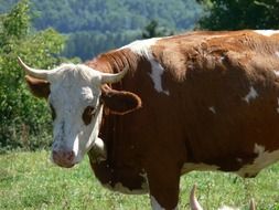 brown cow in white spots on a pasture