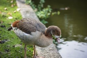portrait of wild duck by the river