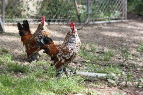 farm roosters